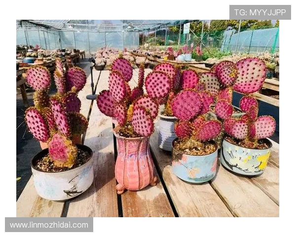 壹号官网链接最新入口及详细操作指南